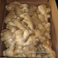 Air-Dried Ginger (250g up)